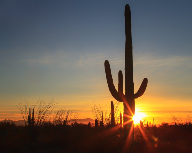 Xương rồng Saguaro, biểu tượng của bang Arizona – Ảnh: wp